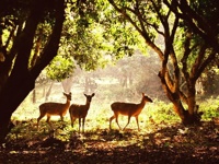 Cuc Phuong National Park