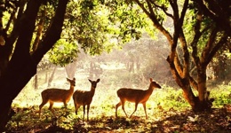 Cuc Phuong National Park 1 Day