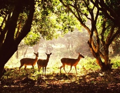 Cuc Phuong National Park