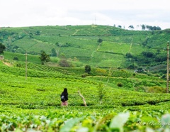 Cloud Hunting and the Glow of Drawn in Dalat